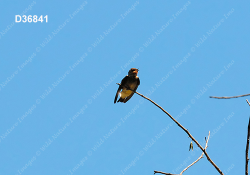 Southern Rough-winged Swallow (Stelgidopteryx ruficollis)